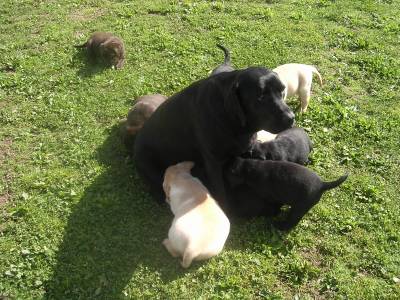 Retriever do Labrador