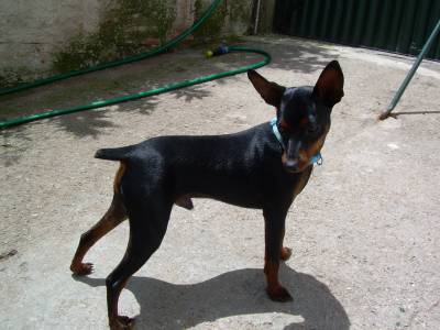 Pinscher miniatura lop