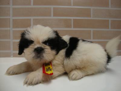 SHIH-TZU FILHOTES EM CURITIBA