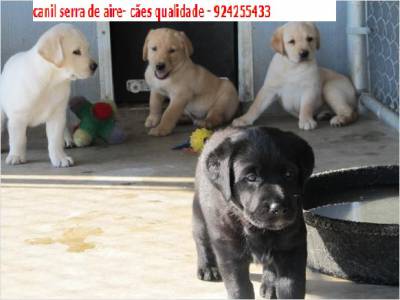 labradores exelentes