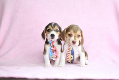 BEAGLE TRICOLOR