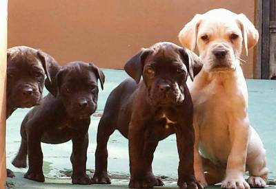 CANE CORSO - Venda e Reserva de Filhotes