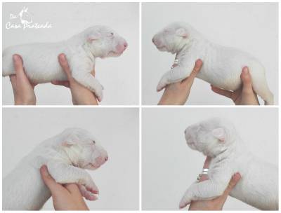 Cachorros Bull Terrier Miniatura