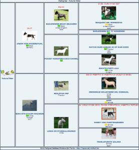 Cachorros Bull Terrier Miniatura