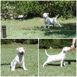 Cachorros Bull Terrier Miniatura