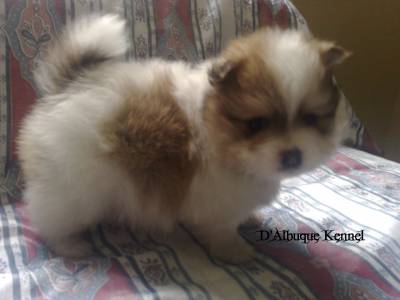 Spitz Alemão Pomerânia macho part color branc lar Spitz Alemão Pomerânia macho part color branc lar