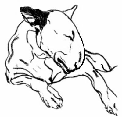 Bull terrier