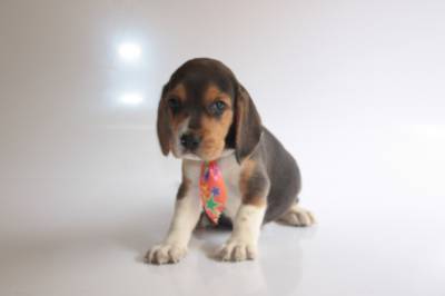 BEAGLE CANIL ESPECIALIZADO