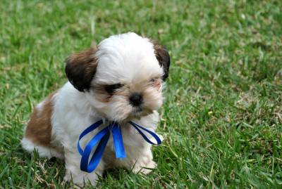 Shih Tzu Filhotes