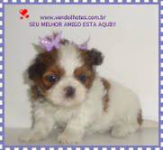 shih tzu princesinha branca e dourada PARCELAMOS