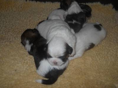 SHIH-TZUS  TRICOLORES