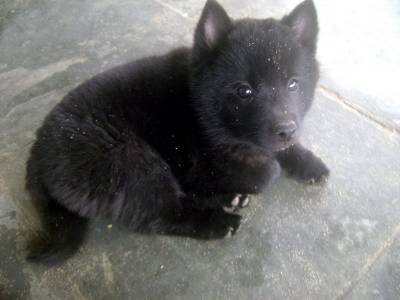 schipperke