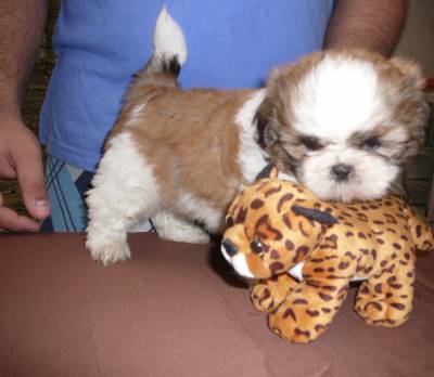 Filhotes de shih tzu