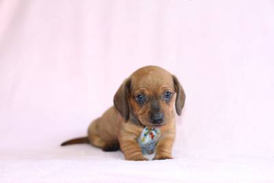 DACHSHUND BASSET TECKEL