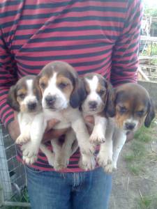 BEAGLES BBS LINDOS BICOLORES E TRICOLORES