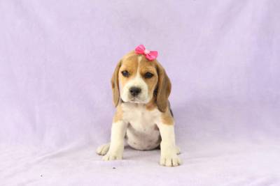 BEAGLE CANIL ESPECIALIZADO