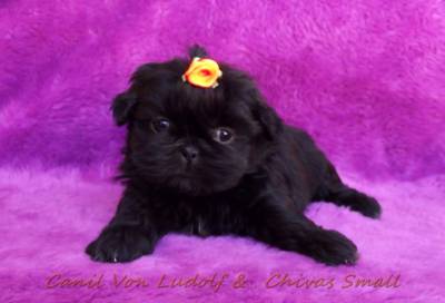 femea shih-tzu preta slida