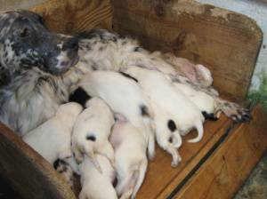 Cachorros Setter Ingls