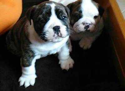 Bulldog Inglês Bulldog Inglês