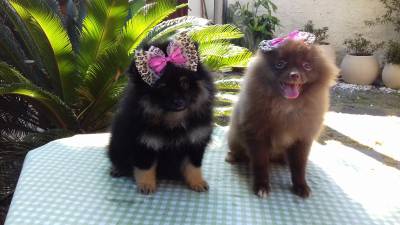 spitz alemo