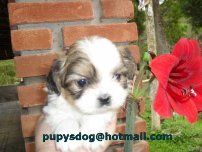 FILHOTES LHASA-APSO