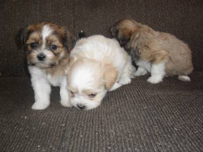 FILHOTES LHASA-APSO