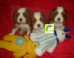 Cavalier King Charles