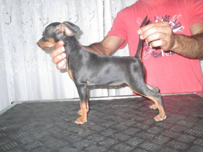 Pinscher Miniatura 