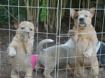 FILHOTES DE AUSTRALIAN CATTLE DOG