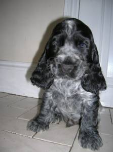 Cocker Spaniel Ingles - Filhotes 