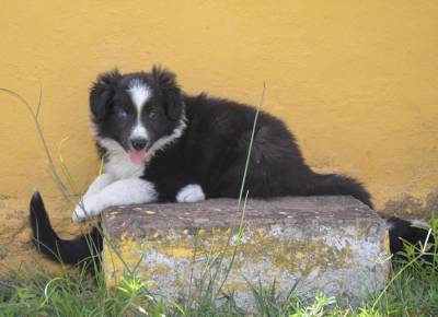 Border Collie