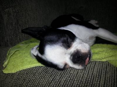 FILHOTES DE BOSTON TERRIER