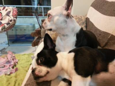 FILHOTES DE BOSTON TERRIER