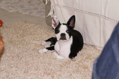 FILHOTES DE BOSTON TERRIER