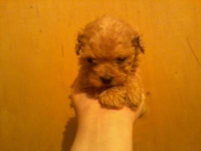 FILHOTES POODLE TOYZINHOS