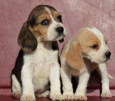 Beagle Tricolor Beagle Tricolor