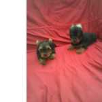 Yorkshire Terrier FILHOTES DE YORK FEMEA So Paulo Cotia