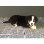 Bernese Mountain Dog FILHOTES DE BERNESE So Paulo Cotia