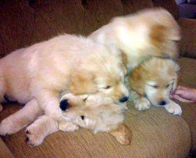 FILHOTES LEGTIMOS DE GOLDEN RETRIEVER COM PEDIGRE