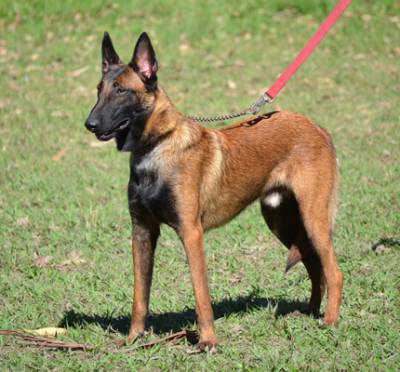 PASTOR BELGA DE MALINOIS