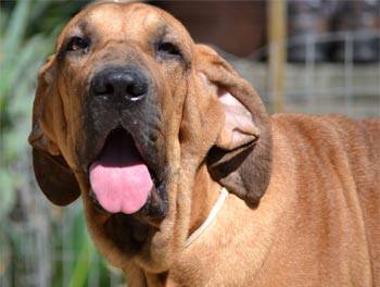 FILA BRASILEIRO