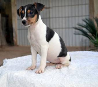 TERRIER BRASILEIRO