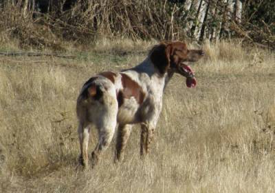 Epagneul Breton Iniciado Macho com LOP e AFIXO