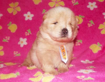 CHOW CHOW Padro da Raa  Pedigree CBKC