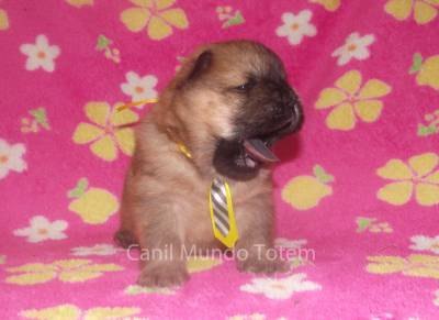 Chow Chow nos padres da Raa com Pedigree