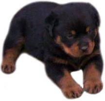 Rottweiler