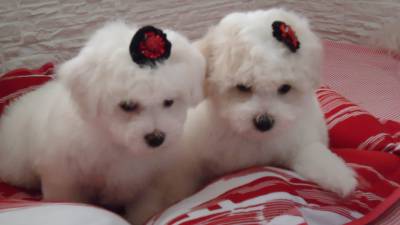 legitimos bichons fris com pedigree