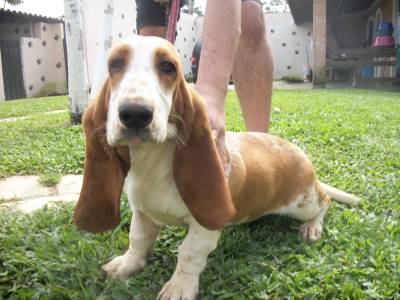 LINDO CASAL DE BASSET HOUND