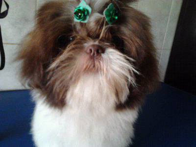 lindos bbs de shih-tzu