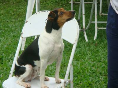 TERRIER BRASILEIRO